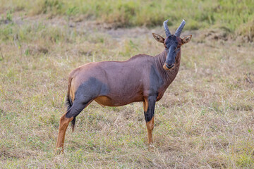 Antelope with spiral horns in grassy field.