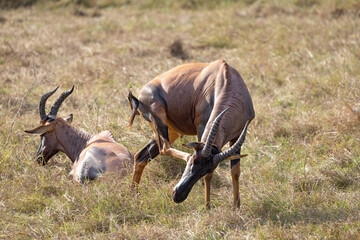 Two antelopes grazing in tall grass.