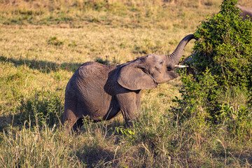 Elephant browsing in savanna.