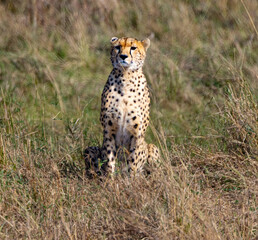 Cheetah sits amidst tall grass.