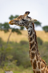 Giraffe's spotted neck in African savanna.