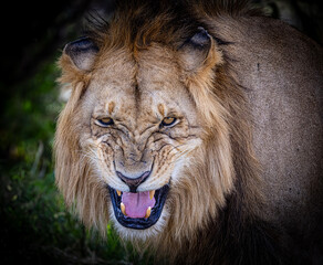Ferocious lion, mouth open wide.
