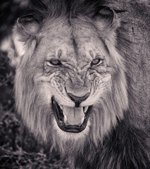 Angry lion, mouth open, fierce expression.