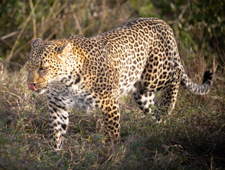 Leopard in tall grass, licking its lips.