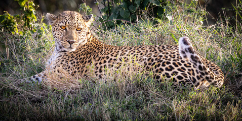 Leopard resting in tall grass.