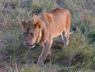 Lion in tall grass, foraging.