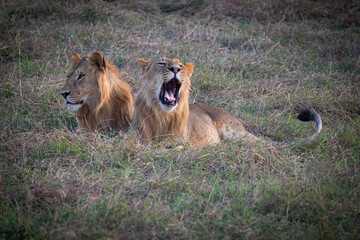 Two lions resting in tall grass.