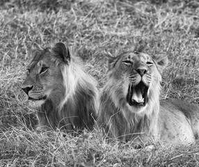 Two lions resting in tall grass.