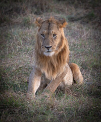 Lion cub resting in tall grass.
