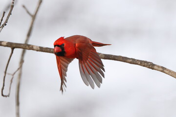 Red male cardinal inflight on a winter day, against a white snowy blurry background. 