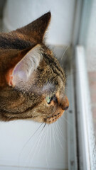 This adorable and curious cat is intently gazing out the window, observing the world