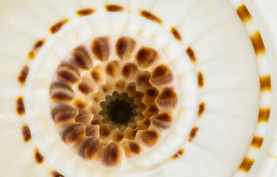 Close-Up of Intricate Sundial Seashell Spiral Pattern
