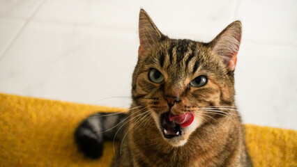 A very Angry Tabby Cat is vividly Expressing Various Deep Emotions It Feels at this Moment