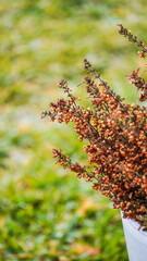 A Beautiful Dried Plant Arrangement Displayed Elegantly in a White Pot for Decoration