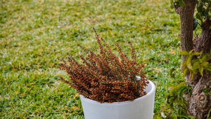 A Dried Plant is Placed in a White Pot, Resting on a Bed of Green Grass Surrounding It