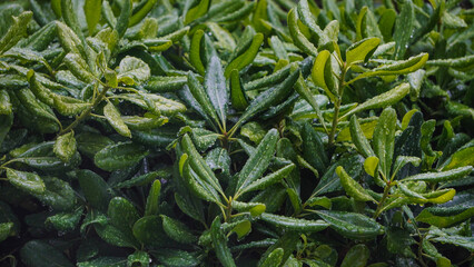 Lush Green Foliage Showcasing Beautiful Rain Droplets on Vibrant Leaves and Plants