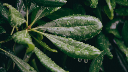 Fresh Green Leaves Adorned with Raindrops A Stunning Showcase of Natures Beauty