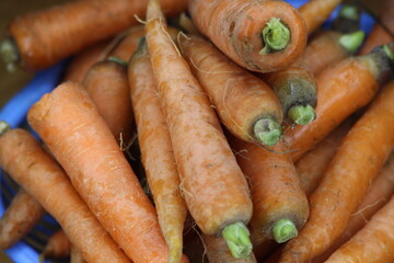 Fresh Carrots Close Up