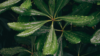 Lush and vibrant green leaves adorned with raindrops glistening in the sunlight