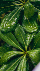 A beautiful closeup view of fresh green leaves adorned with sparkling water droplets