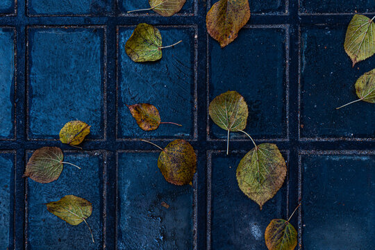 Fallen Yellow Leaves on a Walkway in Old Town Tbilisi