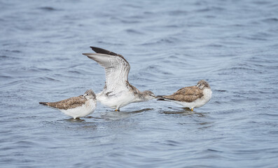 Naklejka premium Three Yellowlegs swimming in the water at the Merritt Island National Wildlife Refuge in Florida.