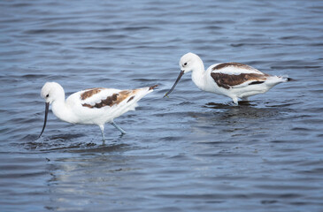 Obraz premium Two Avocets in the water at the Merritt Island National Wildlife Refuge in Florida.