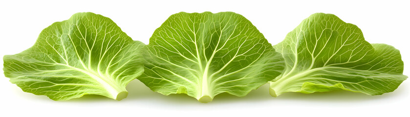 Fototapeta premium Three vibrant green lettuce leaves isolated on a white background, showcasing their fresh and crisp texture.