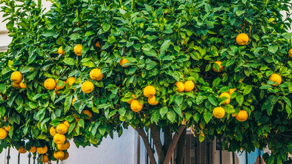 A Lush Orange Tree with Ripe Fruits is Beautifully Set within an Urban Environment