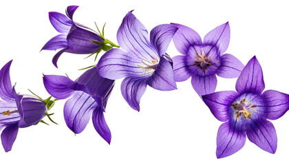 Flying Violet Bellflowers Isolated on Transparent Background Cutout