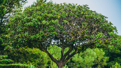 A Lush Green Tree Standing Tall in a Beautifully Vibrant Natural Landscape Environment