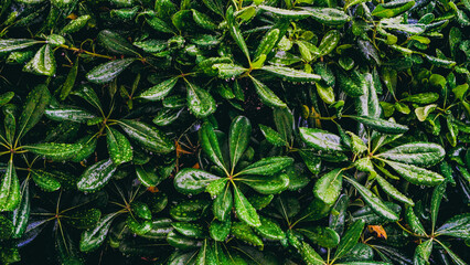 A Beautiful Display of Lush Green Leaves Adorned with Sparkling Water Drops Nature CloseUp