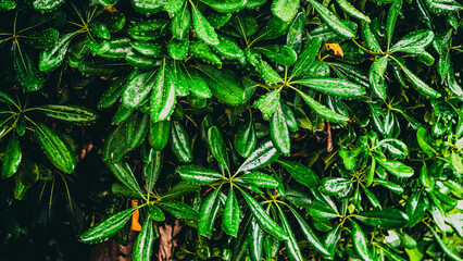 The Beautiful, Lush, and Green Leaves are Glimmering with Dew Drops Under Bright Natural Light
