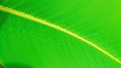 Vibrant green leaf with soft texture, symbolizing eco-friendliness and sustainability, ecofriendly, leaf, fresh