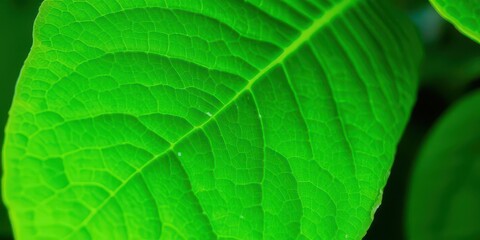 Obraz premium Vibrant green leaf with delicate plant veins and textures, summer, outdoors, botanical