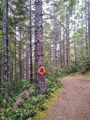 switchback in the forest