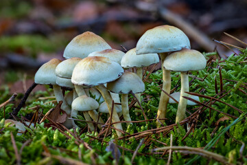 Pilze im Wald