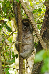 Fototapeta premium Sloth Baby and Mother