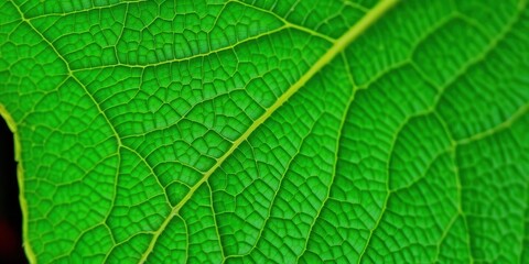Obraz premium Vibrant green leaf with intricate natural veins and soft texture, lush, fresh, green