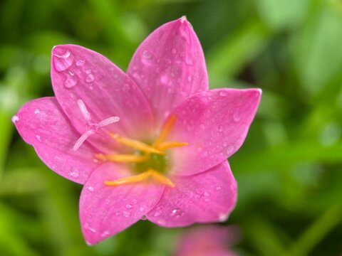 macro photo of rain lilies Zephiranthes minuta flower with a smooth green background
