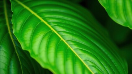 Vibrant close-up of a lush green leaf with soft botanical details, background, foliage, vibrant