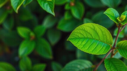 Vibrant green leaf with soft botanical tranquil background, tranquil, nature, foliage