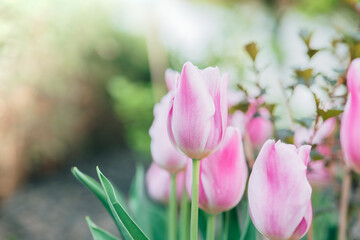 Tulips in garden and landscape design. Bulbous perennial flowers. Pink and white striped...