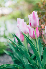 Variegated tulips. Pink and white striped tulips.Floral spring wallpaper. Flower card. Card with tulips.Tulips in garden and landscape design. Bulbous perennial flowers. 