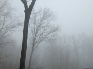 tree silhouettes in dense fog in January