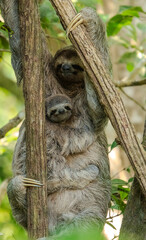 Sloth Mother and Child