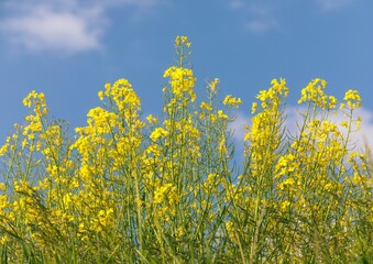 Obraz premium Rapeseed flower canola or colza in latin Brassica Napus