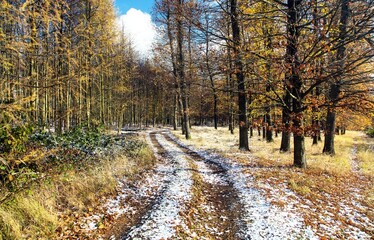 Fototapeta premium Forest road, Autumn winter view trees woodland landscape