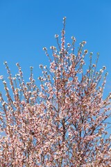 spring view of a blossoming pink almond orchard branch