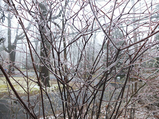 garden bushes coated in ice after the freezing rain in January